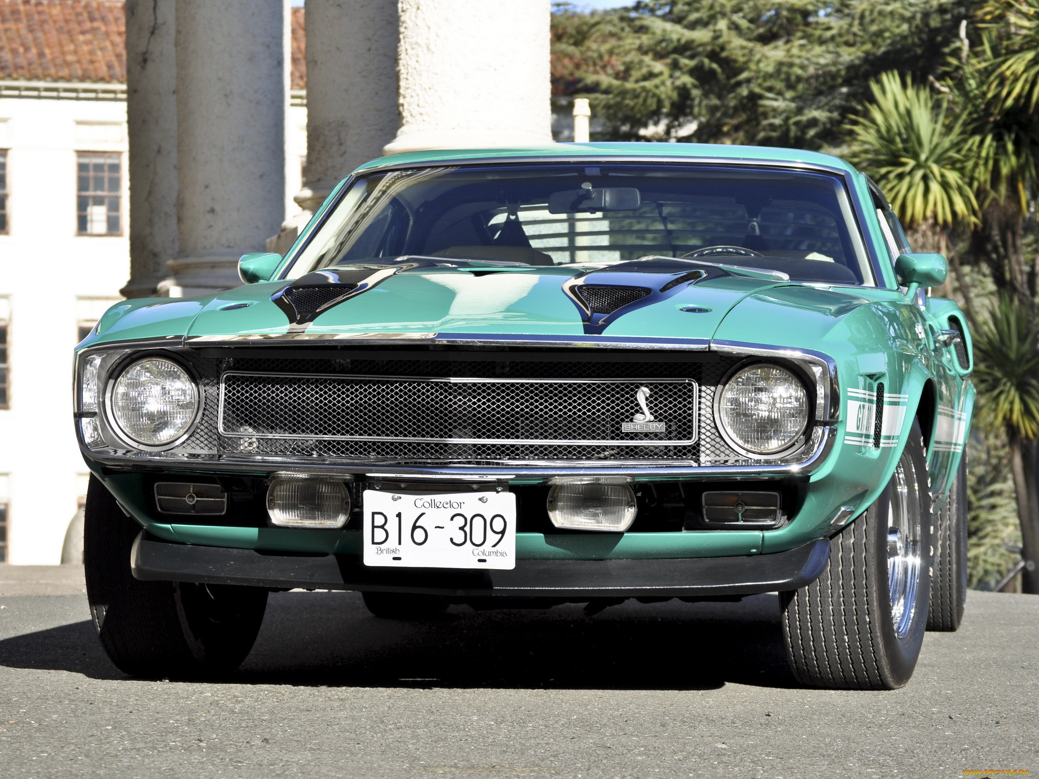 , mustang, shelby